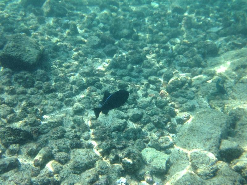 IMG 0341iph5