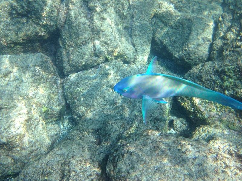 IMG 0353iph5
