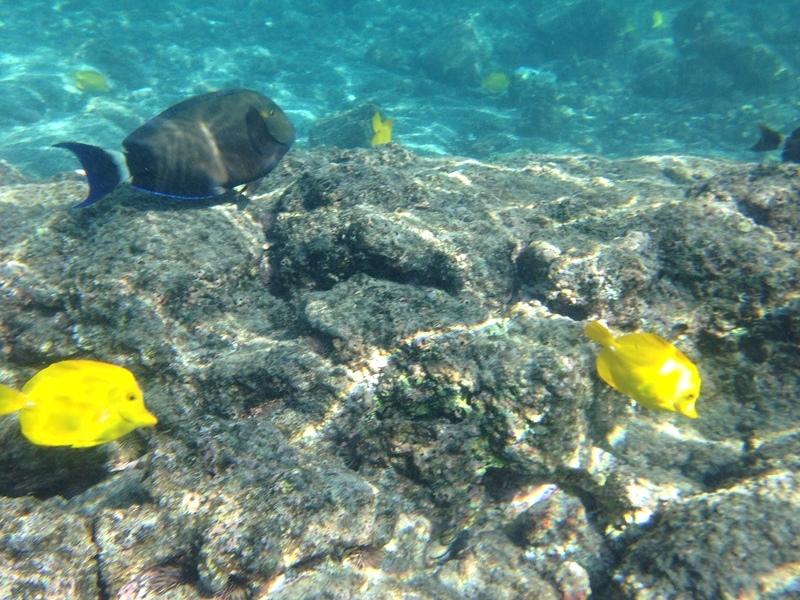 IMG 0356iph5