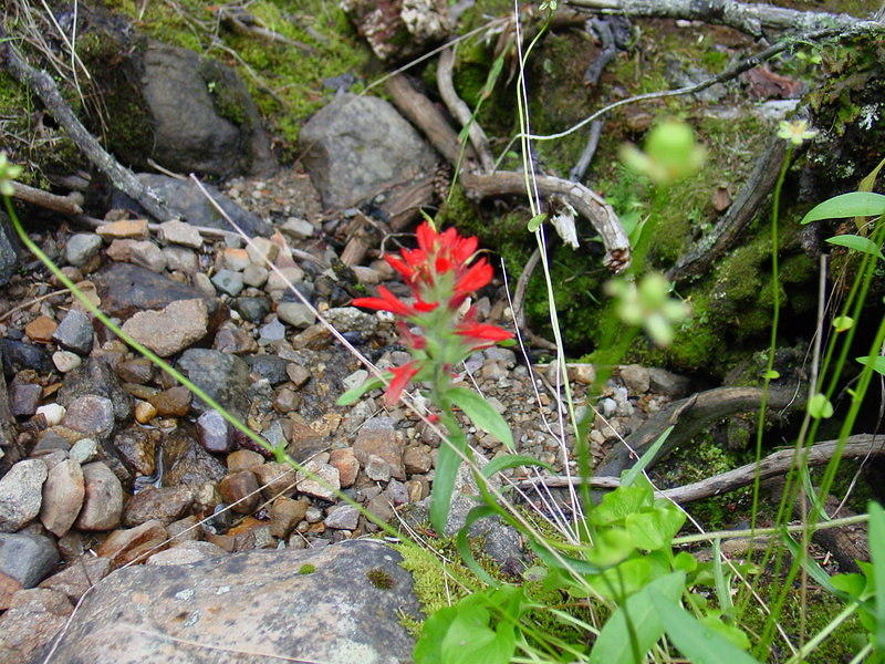 DSC00981.jpg