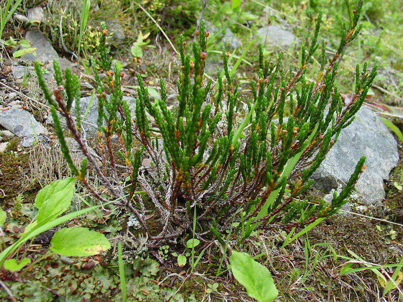 DSC00984.jpg