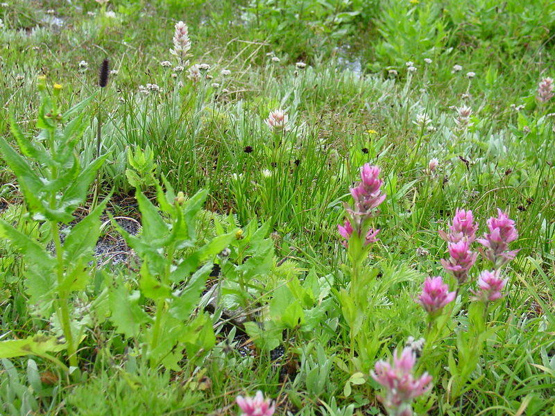 DSC01039.jpg
