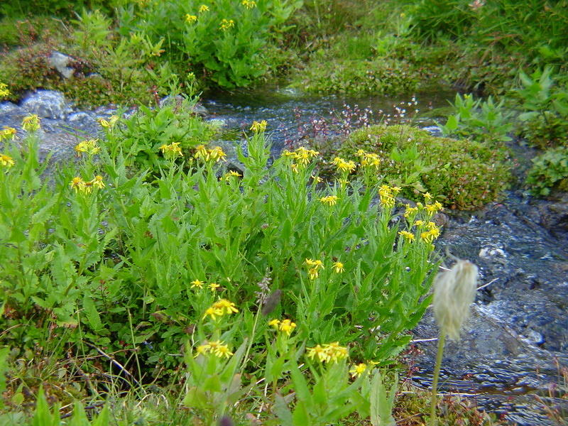 DSC01043.jpg