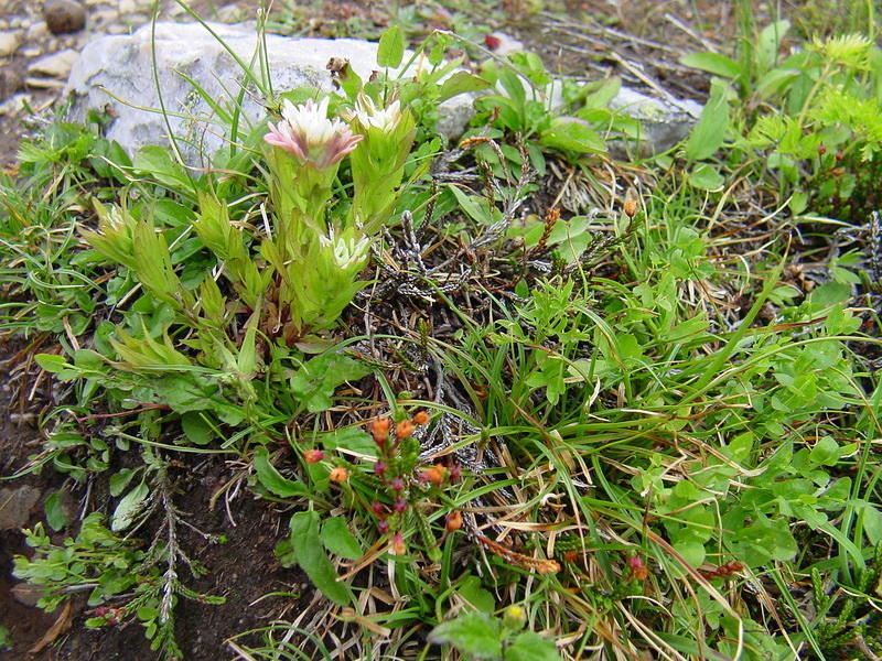 DSC01045.jpg