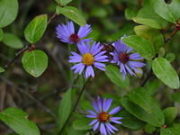 DSC00970.jpg