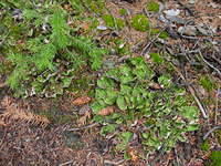 DSC00979.jpg