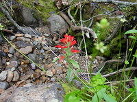 DSC00981.jpg