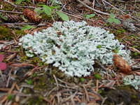 DSC00982.jpg