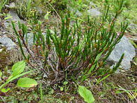 DSC00984.jpg