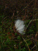 DSC00986.jpg